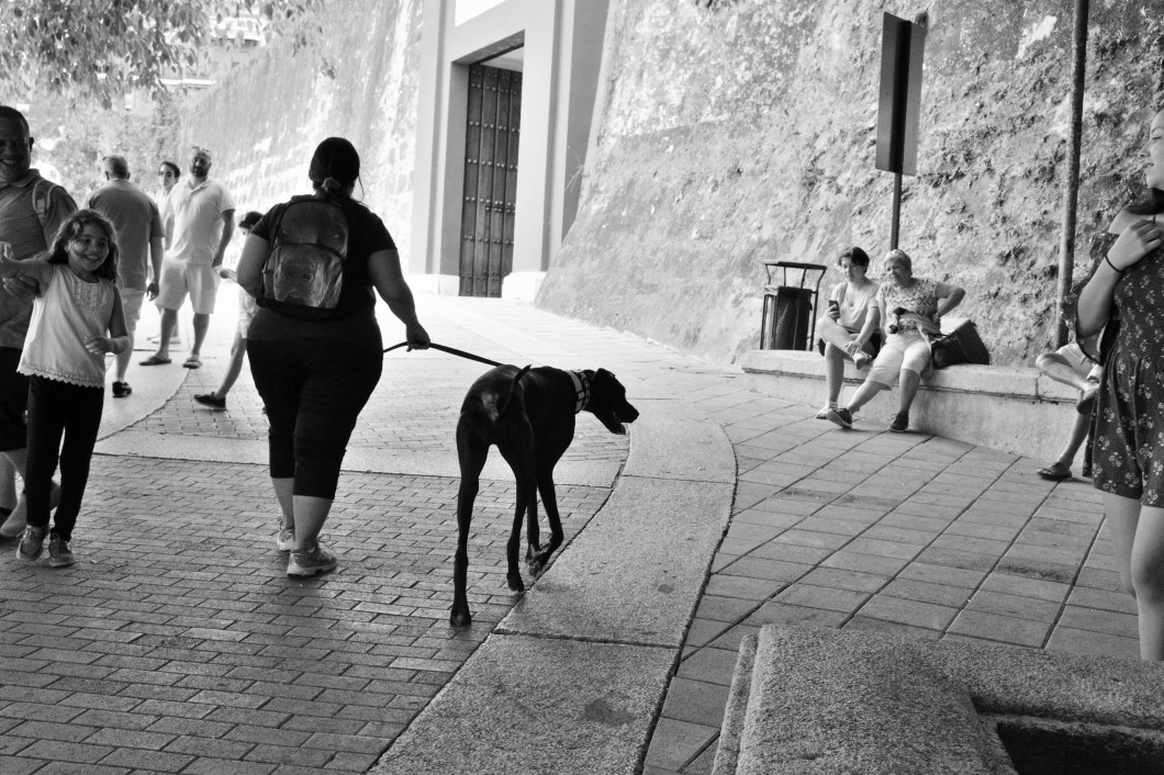 CRR_2641_09_koudelkas_dog